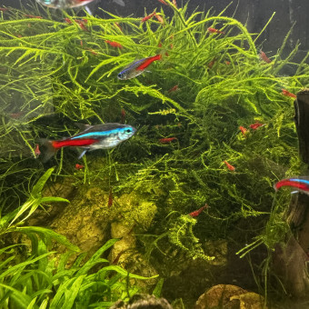 aquariophile Loic57670