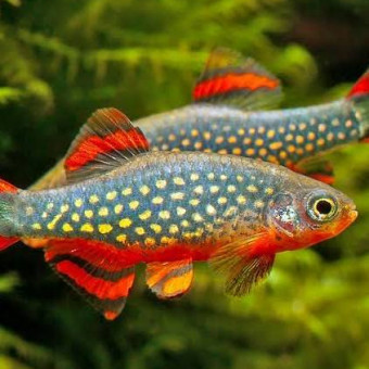aquariophile Alio