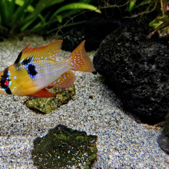 aquariophile Neyfun