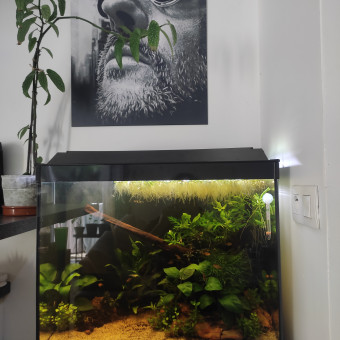 aquariophile Jarjaqua