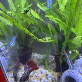 aquariophile Deski