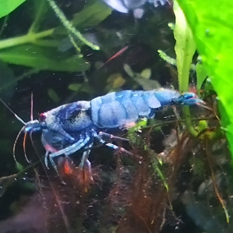 aquariophile Olivier1977