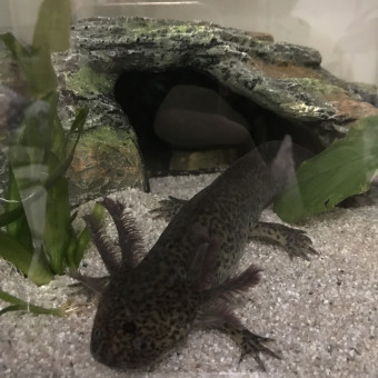 aquariophile Doriane27