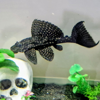 aquariophile velant