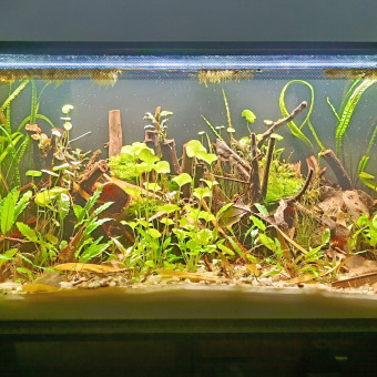 aquariophile Gregbo