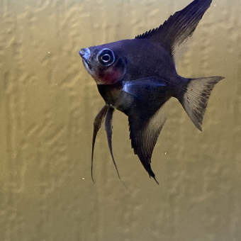 aquariophile Aquaponiedu95