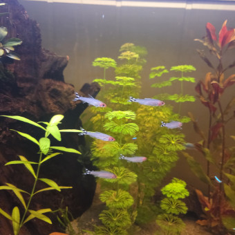 aquariophile Db47