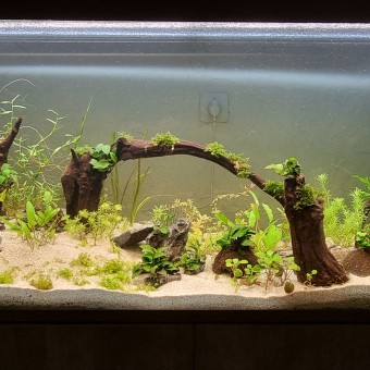 aquariophile Baltayrozar