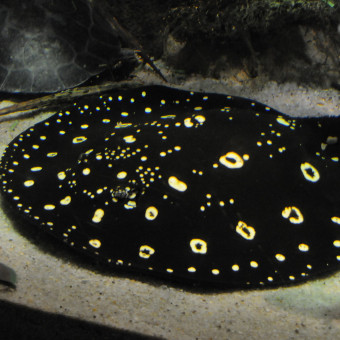 aquariophile Potamotrygon