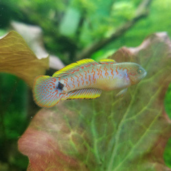 aquariophile Argael