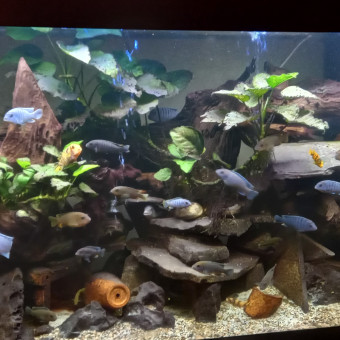 aquariophile Jemio