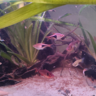 aquariophile Mickaelds