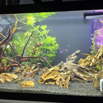aquariophile Educarvalho