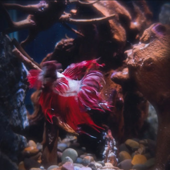 aquariophile Julien67200