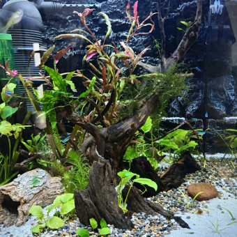 aquariophile SebtheFish
