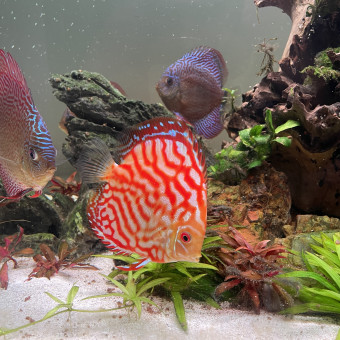 aquariophile Natrix