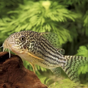 aquariophile Nahemafleur