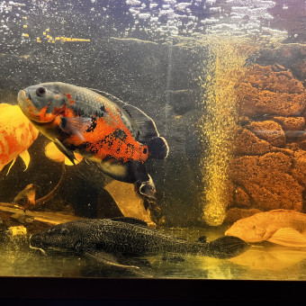 aquariophile Thoririo