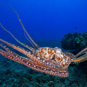 aquariophile Hal9000