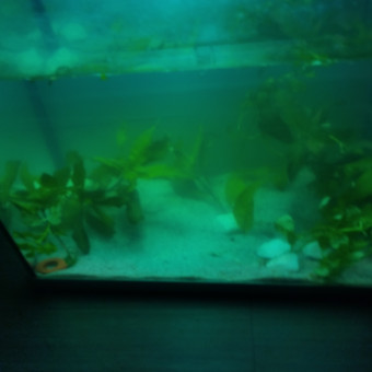 aquariophile Sombre_aquatique