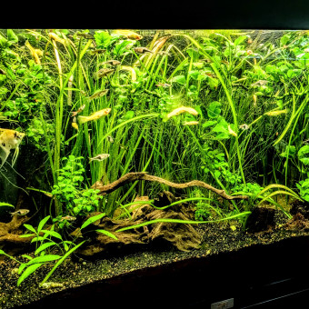 aquariophile MacManus