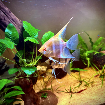 aquariophile Jeremy44