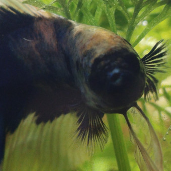 aquariophile Shivietjerem22