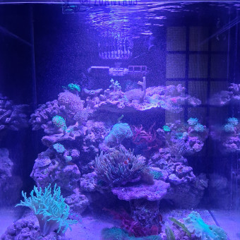 aquariophile sebastien-duffau