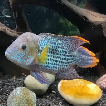 aquariophile engy-liguori