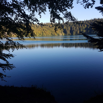 aquariophile King-Niglo