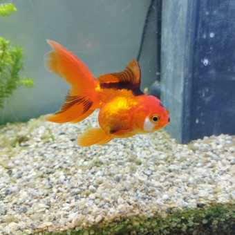 aquariophile PoissiPoisson