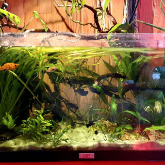 aquariophile KaribouAiley