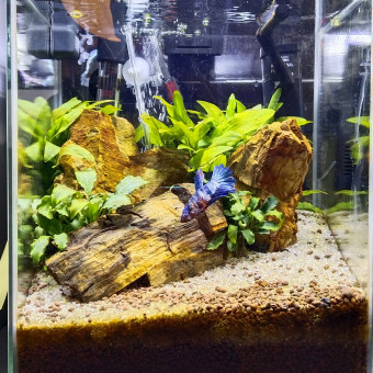 aquariophile Thierry.B