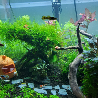 aquariophile Mariekiwi