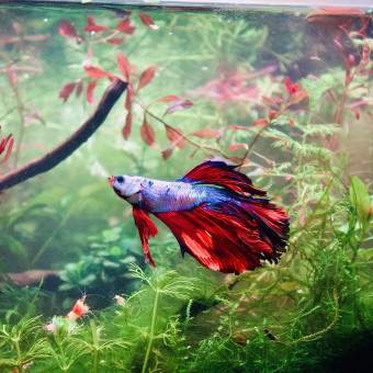 aquariophile Audessa