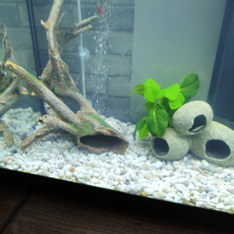 aquariophile Lpationedlfish