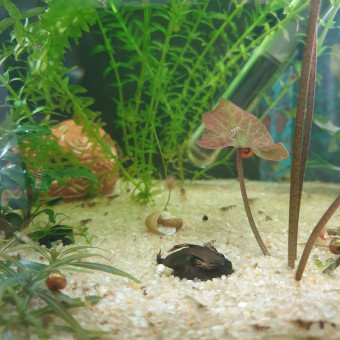 aquariophile Lolita89