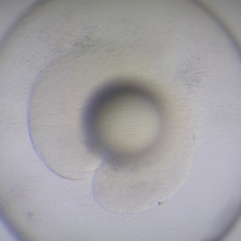 aquariophile justin-caruana-audard