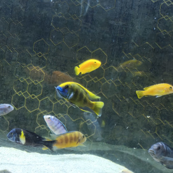 aquariophile Garcia84