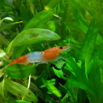 aquariophile Adriana5457