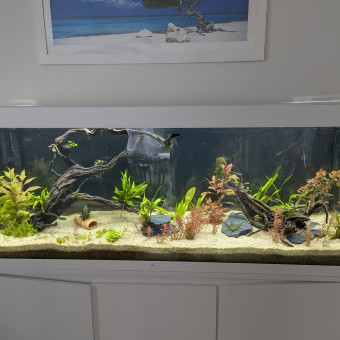 aquariophile wilexpel