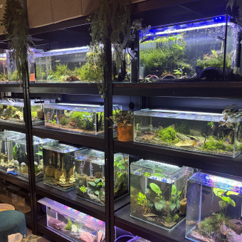 aquariophile BUBBLEAL77