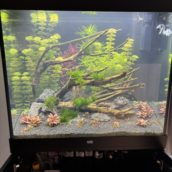 aquariophile Arthur74