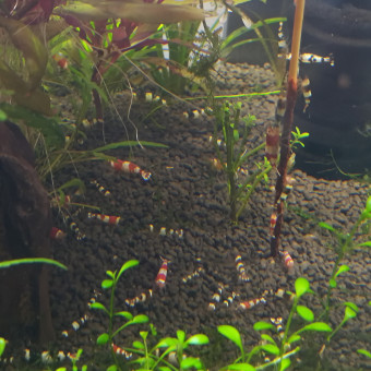 aquariophile Aquoi_crevette01