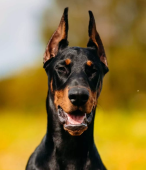 aquariophile elkamino