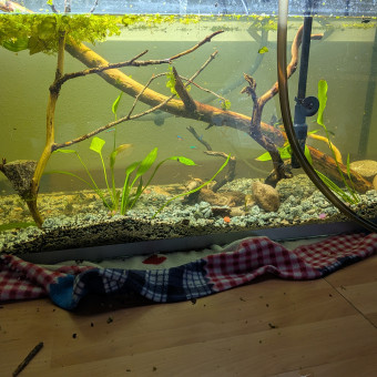 aquariophile Aquario88