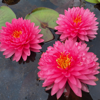 aquariophile Nenuphar87