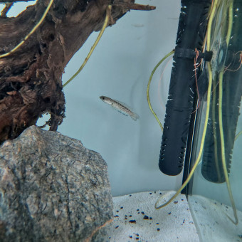 aquariophile Stefix24