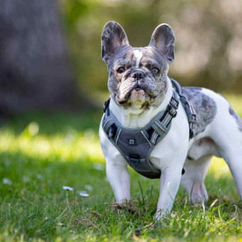 aquariophile aquariophile72