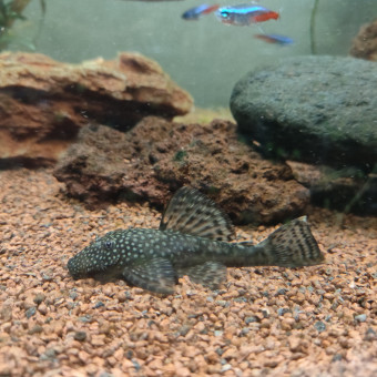 aquariophile MaxAncistrus09